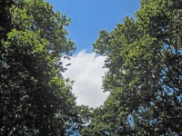White Cloud Between Green Trees