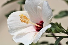 White Hibiscus Close-up