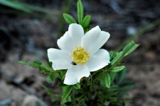 White Prairie Rose Wildflower