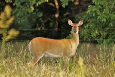 White-tail Deer In Field Close-up
