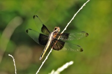 Widow Skimmer Dragonfly Female