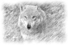 Wolf Portrait Illustration