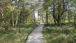 Wooden Path In Moor