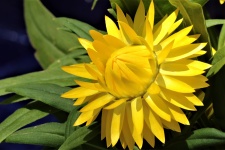Yellow Straw Flower Close-up