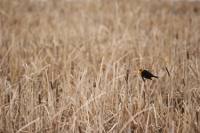 Yellow Wing Blackbird