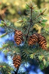 Young Cones On A Tree