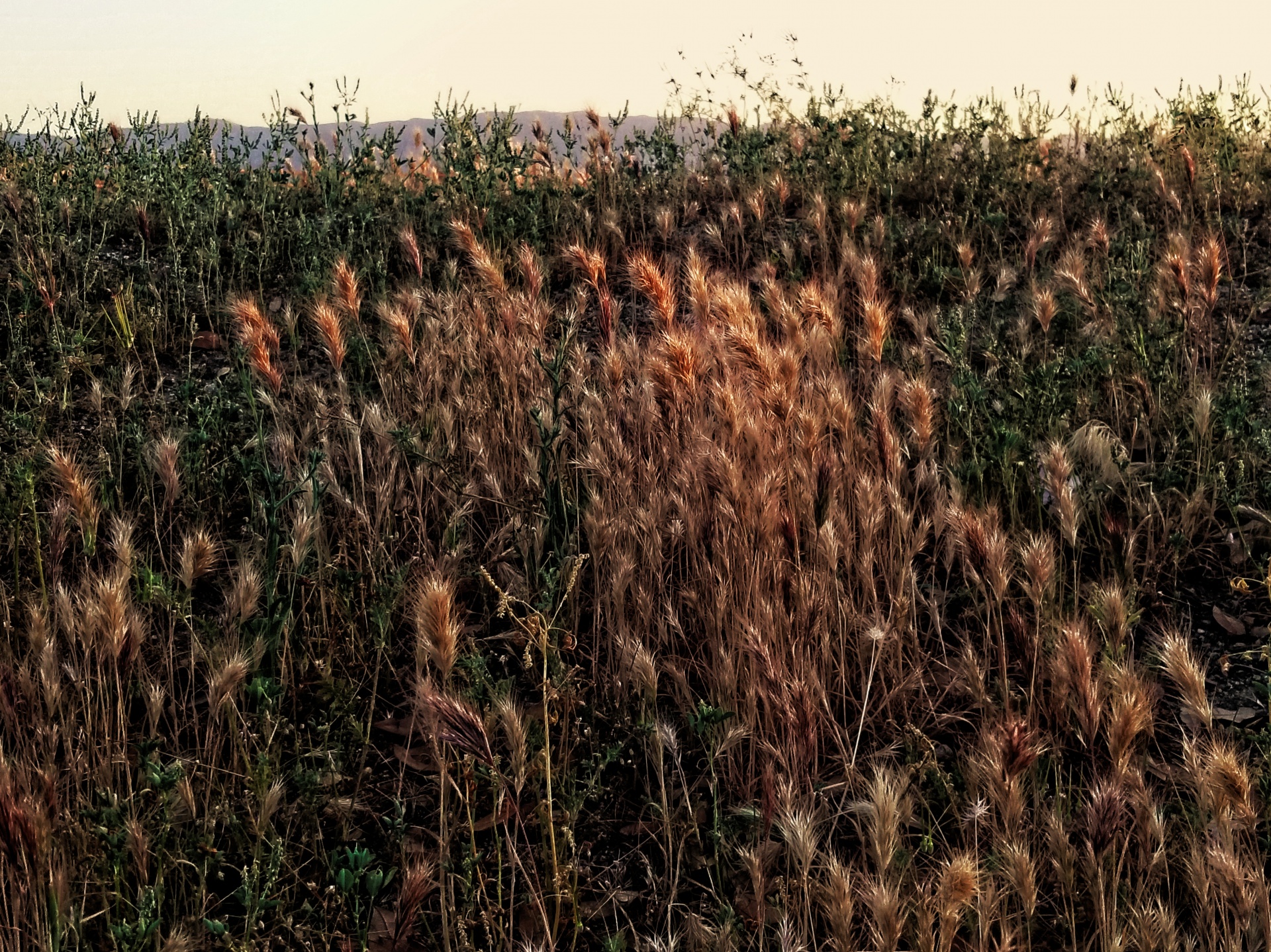 Foxtails field background in afternoon light