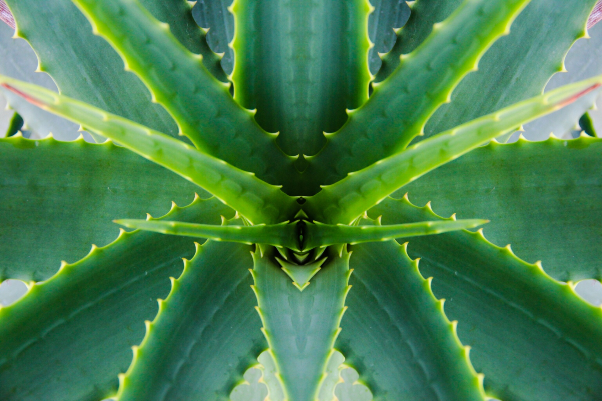 Aloe Vera, Succulent, Cactus,