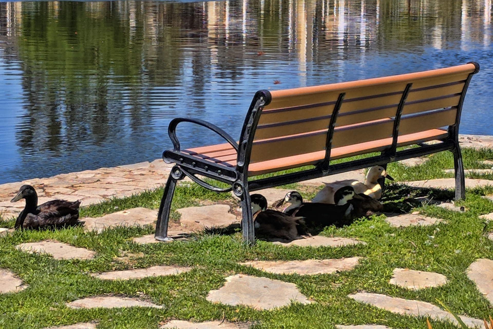Bench And Ducks