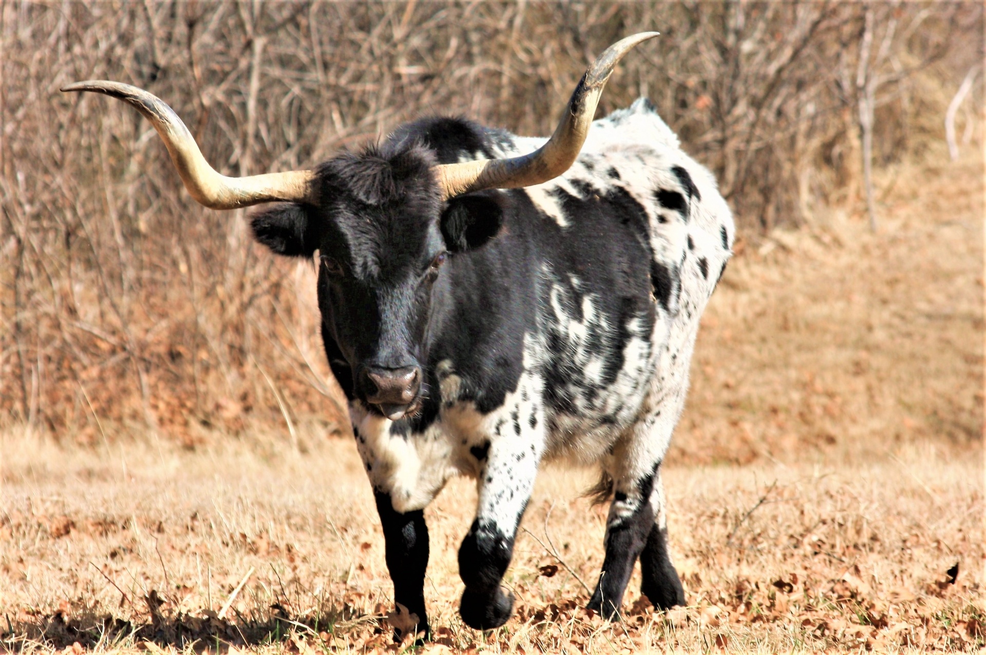 Black And White Texas Longhorn Bull