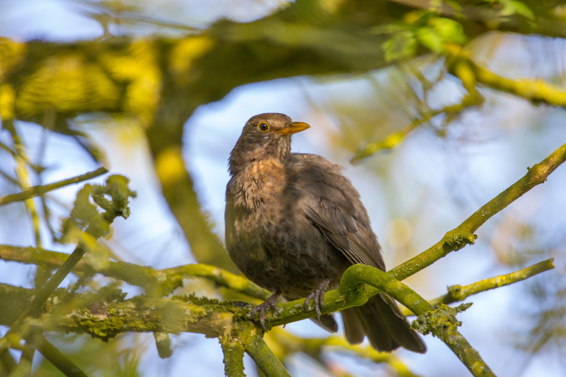 Blackbird is a species of true thrush. It is also called Eurasian blackbird, or simply blackbird where this does not lead to confusion with a similar-looking local species