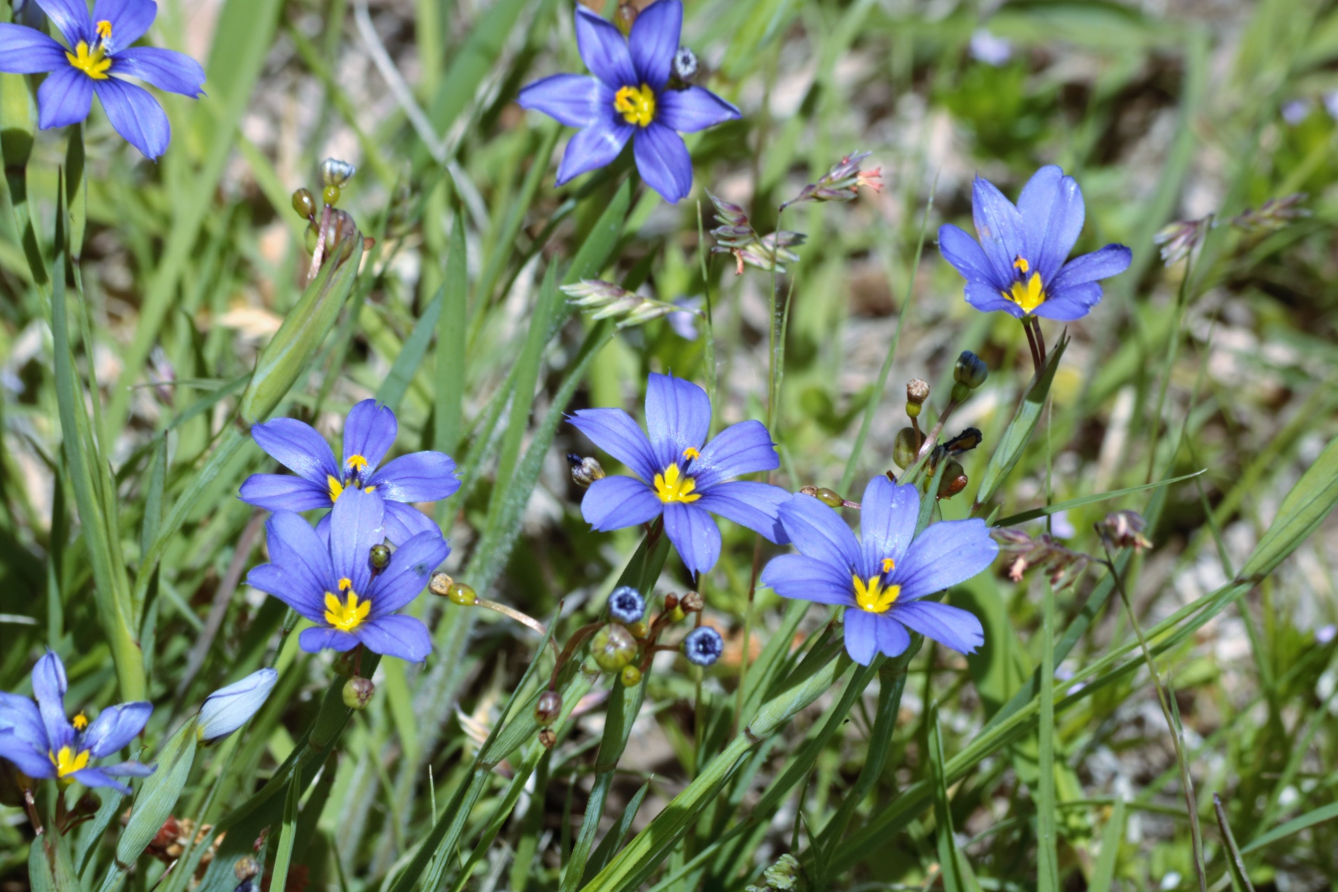 Close-up of the beautiful blue blooms of the blue-eyed grass wildflowers in an Oklahoma country field.