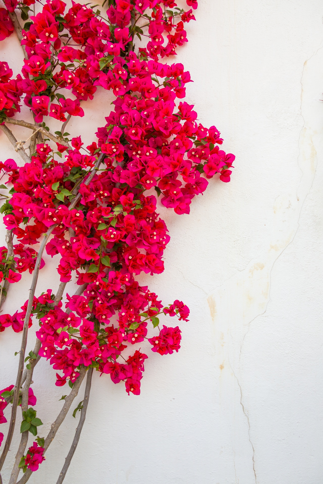 Bougainvillea And A Wall