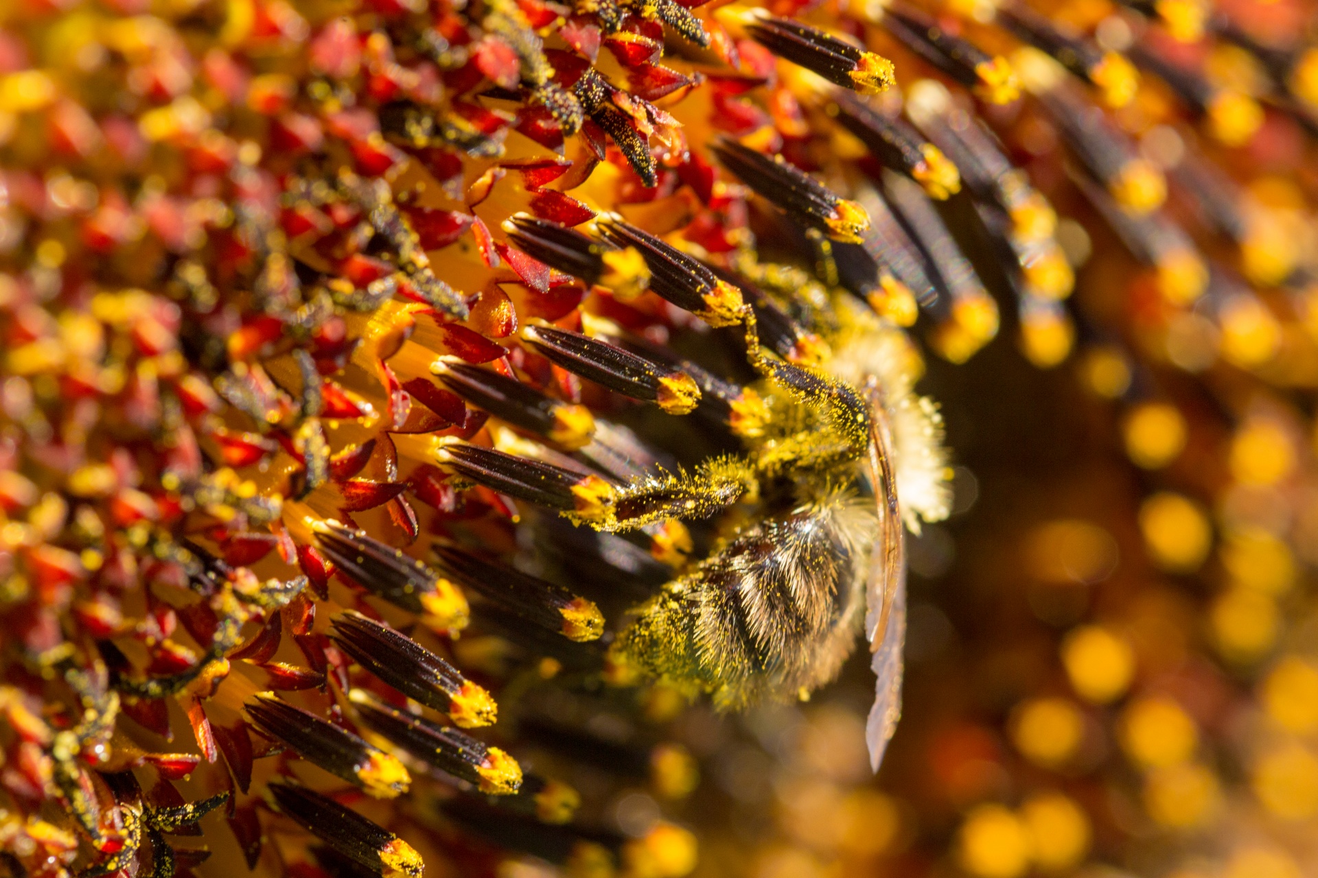 Bumblebee On A Sunflower