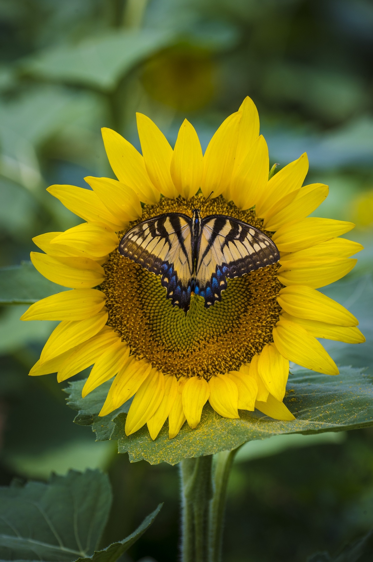 Close Up of a Butterfly on a Sunflower