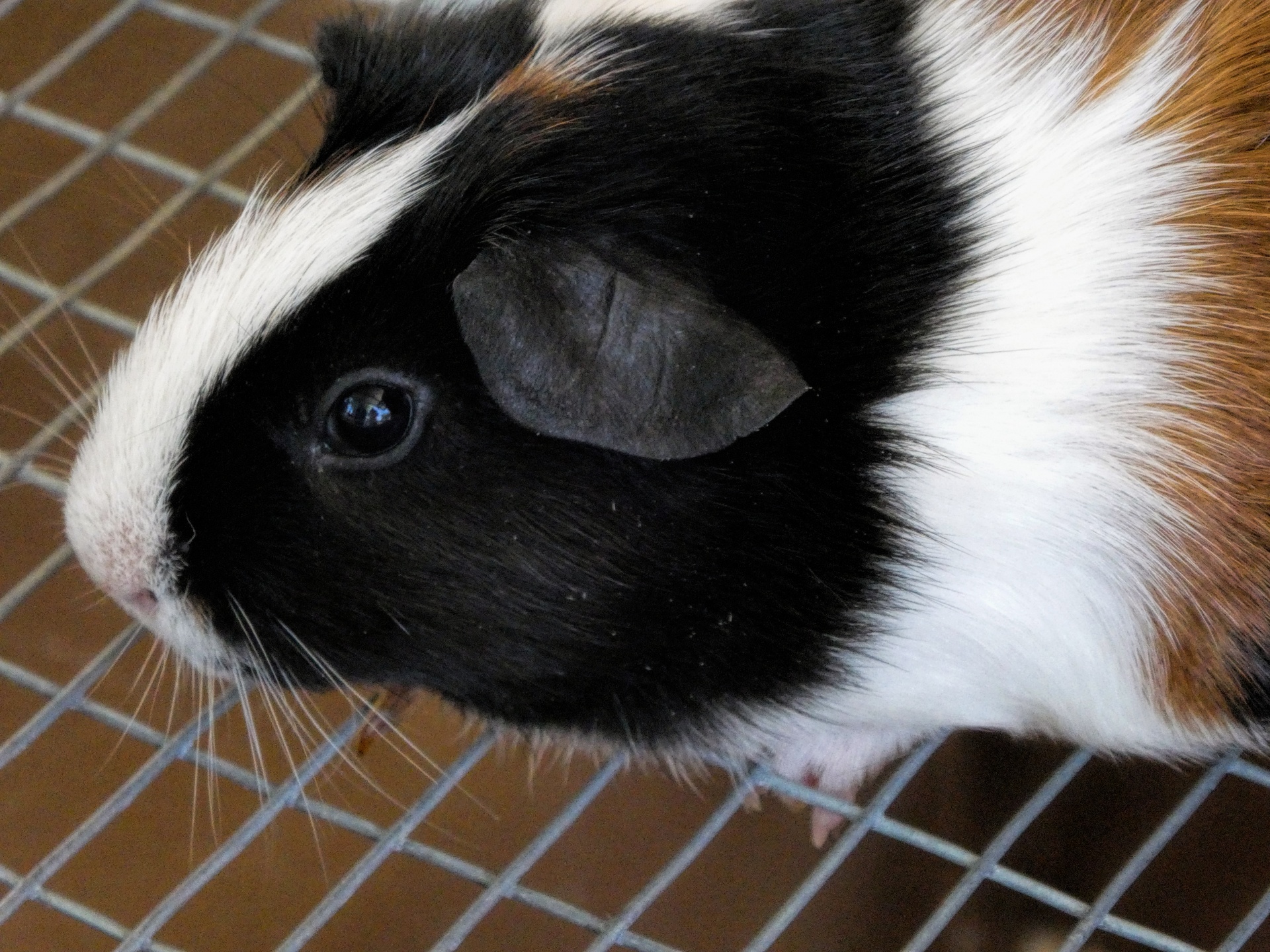 close up of the face of a darling tri-colored tortoiseshell guinea pig