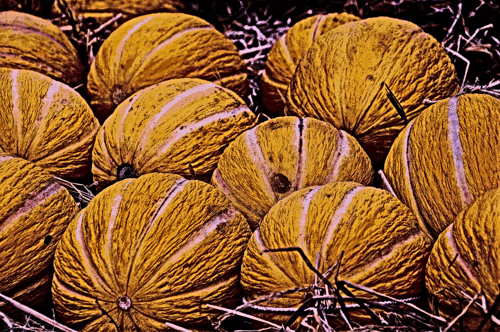 Cantaloupes