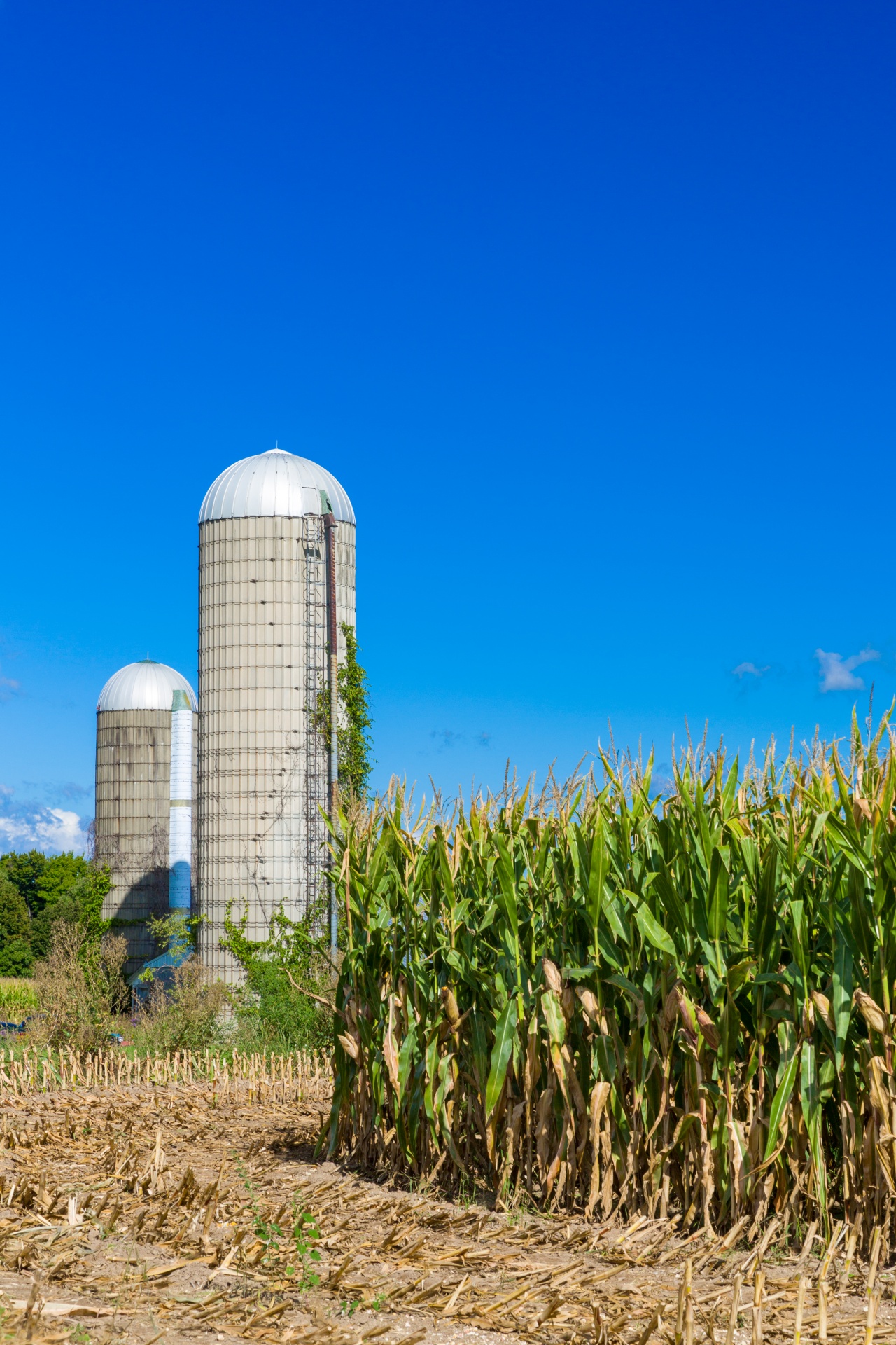Corn field with a silo and a blue sky