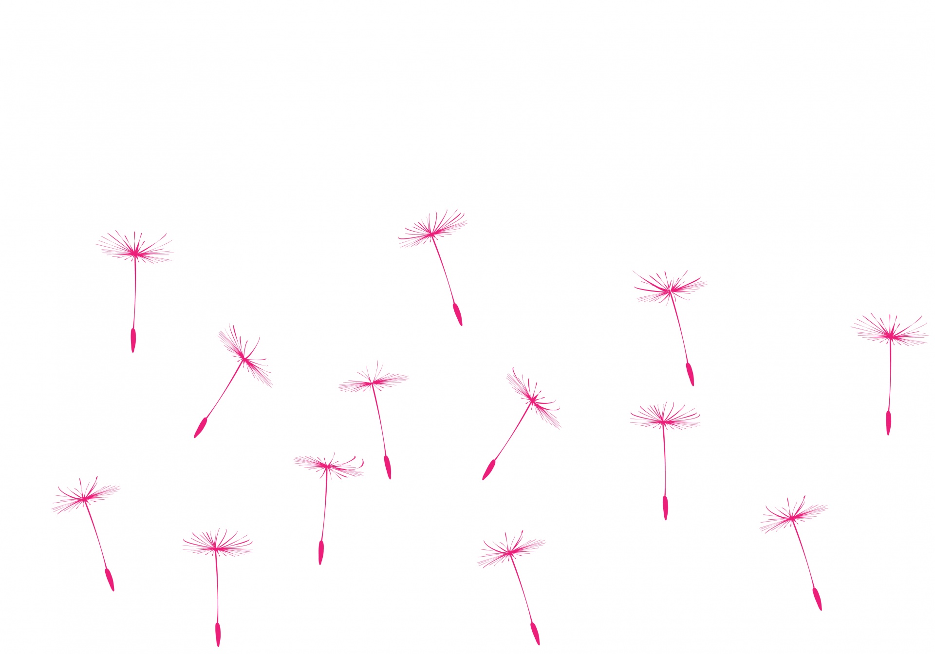 Dandelion Seeds Pink Clipart