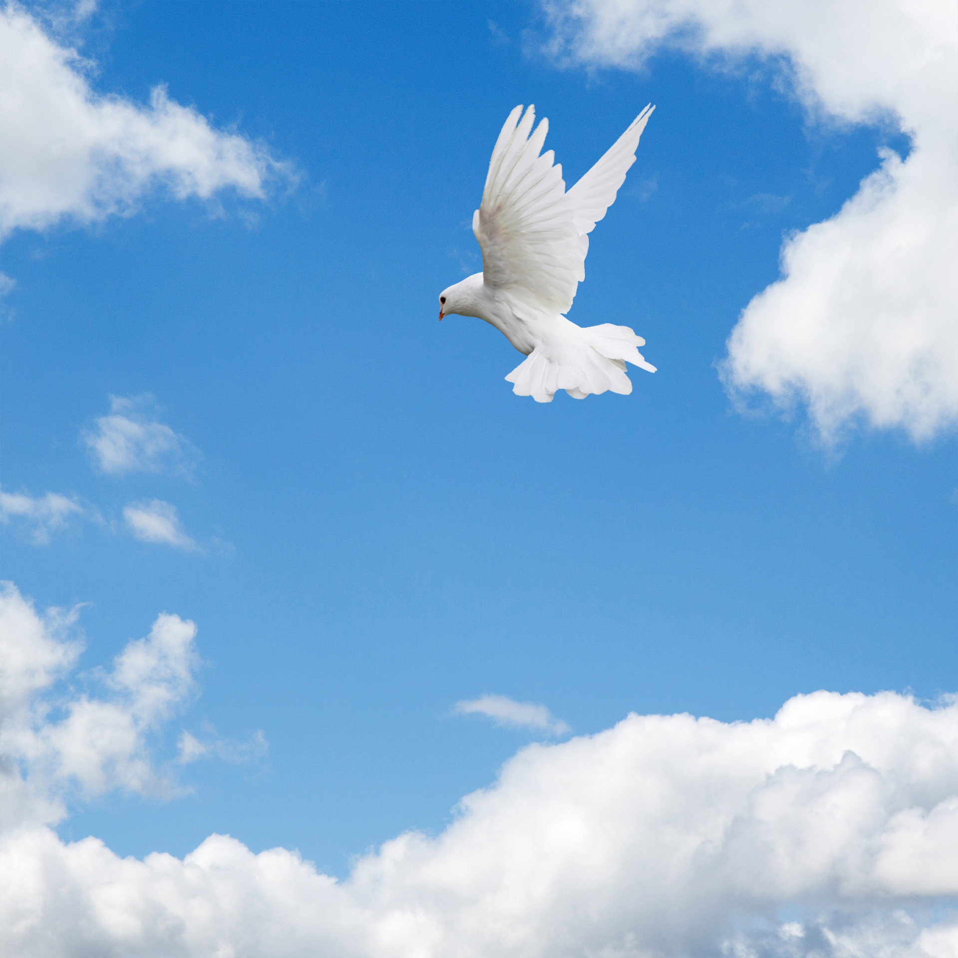 White dove flying high in the blue sky and clouds