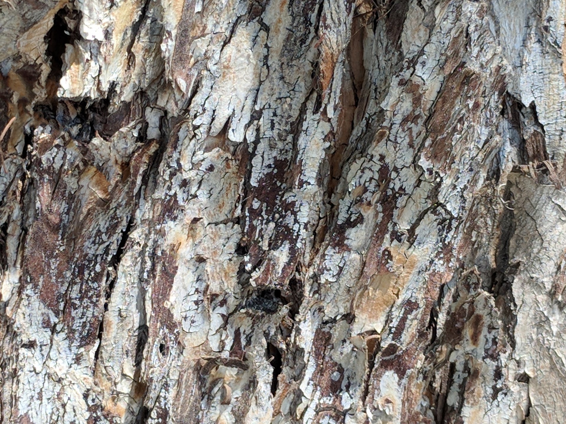 Eucalyptus Bark Background