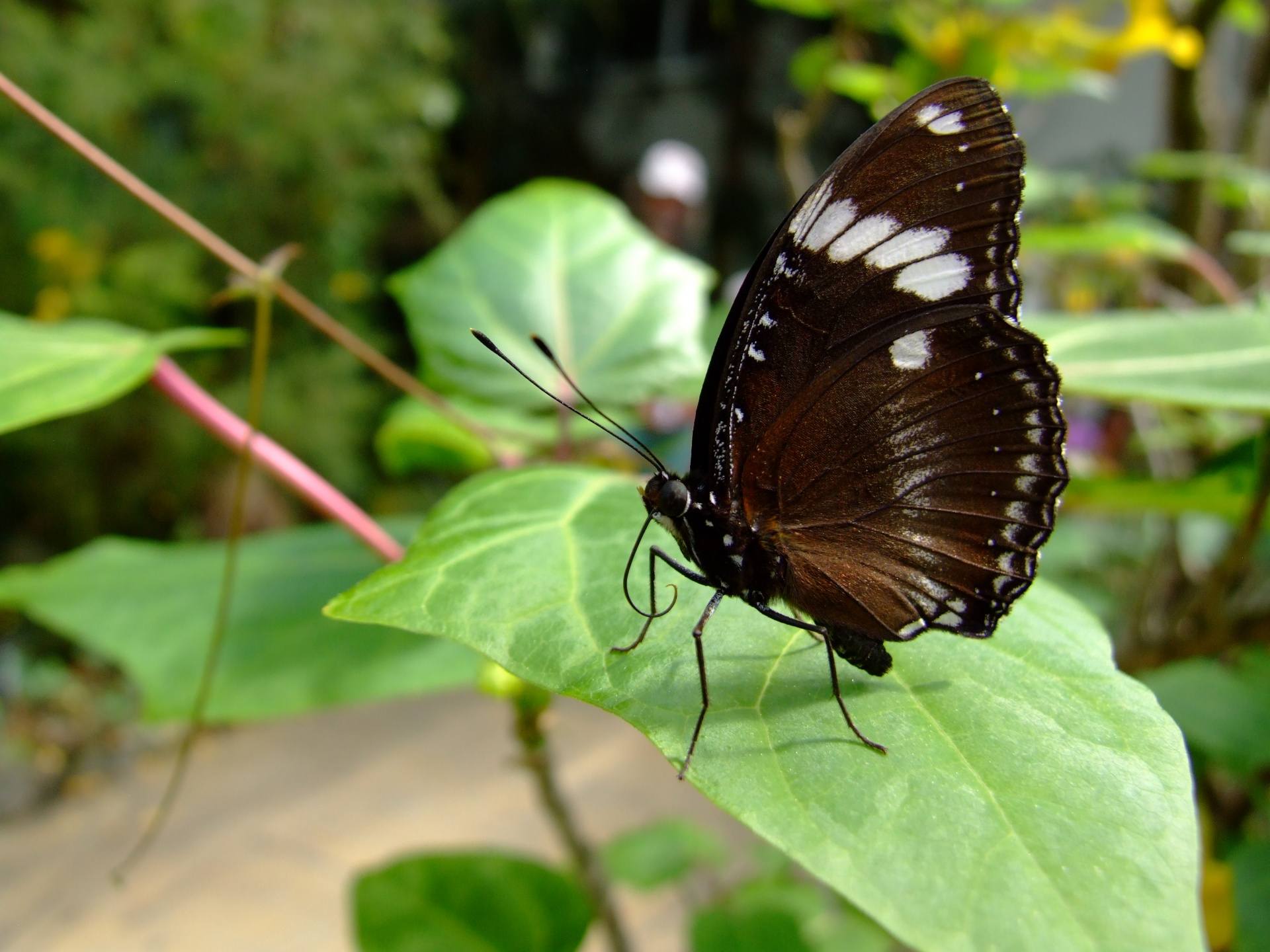 Close-up shot of large exotic butterfly sitting on a leaf
