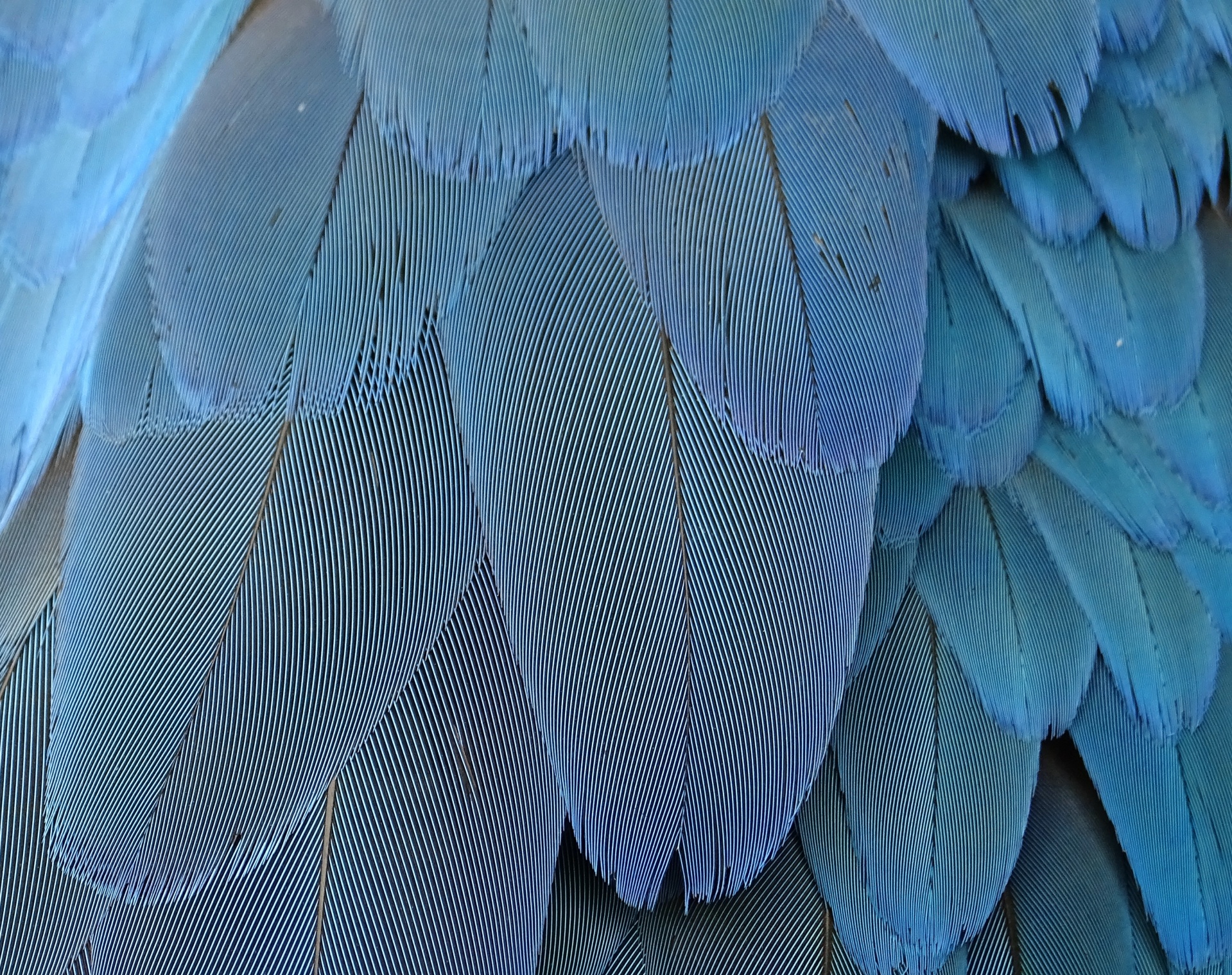 Feathers Background Texture Blue