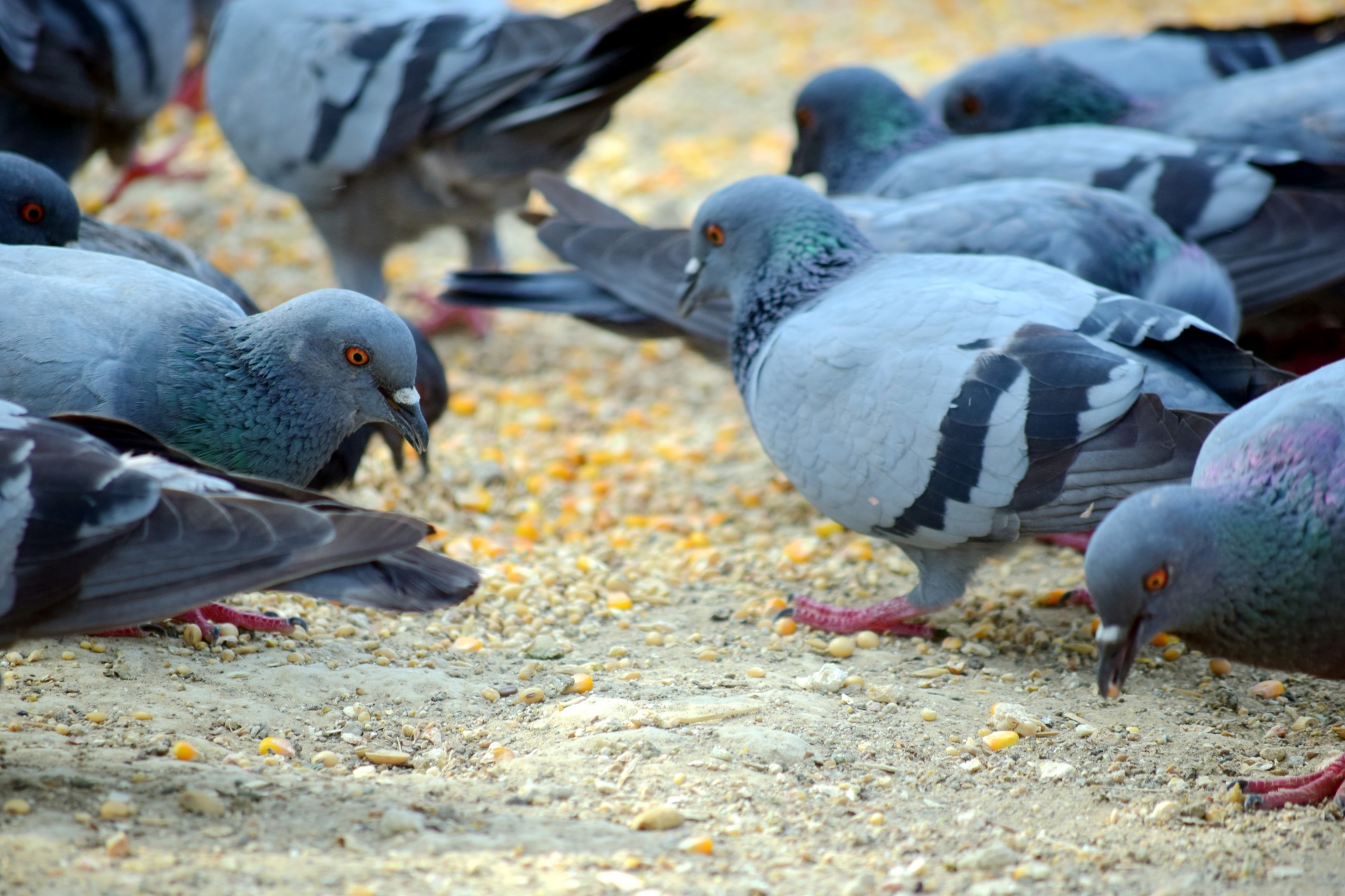 Feeding The Pigeons 2
