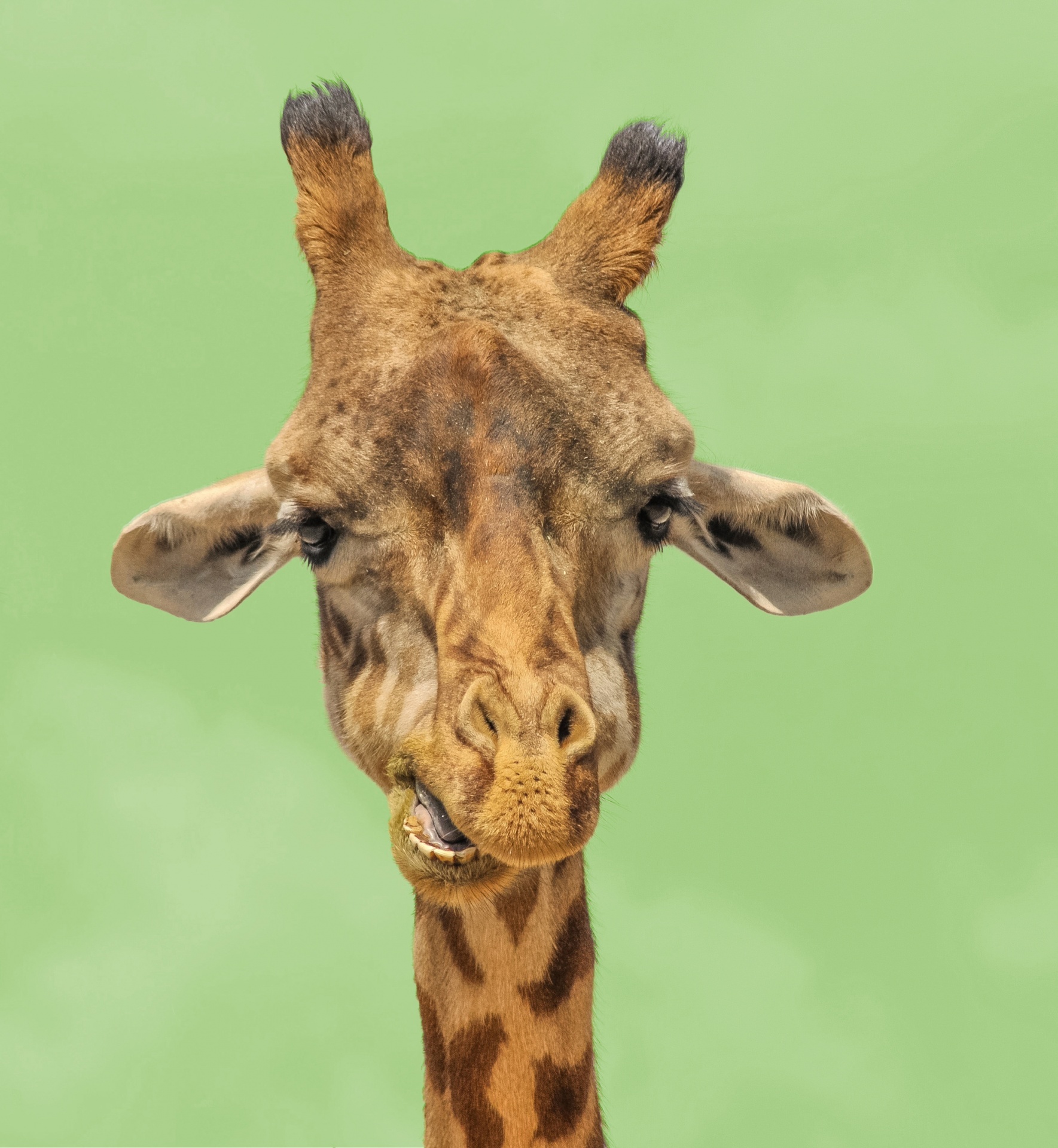 Funny portrait of giraffe face close-up