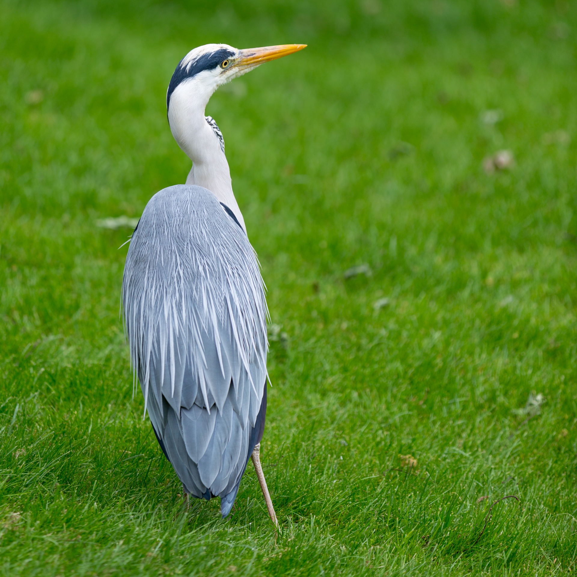 Great Blue Heron standing on grass