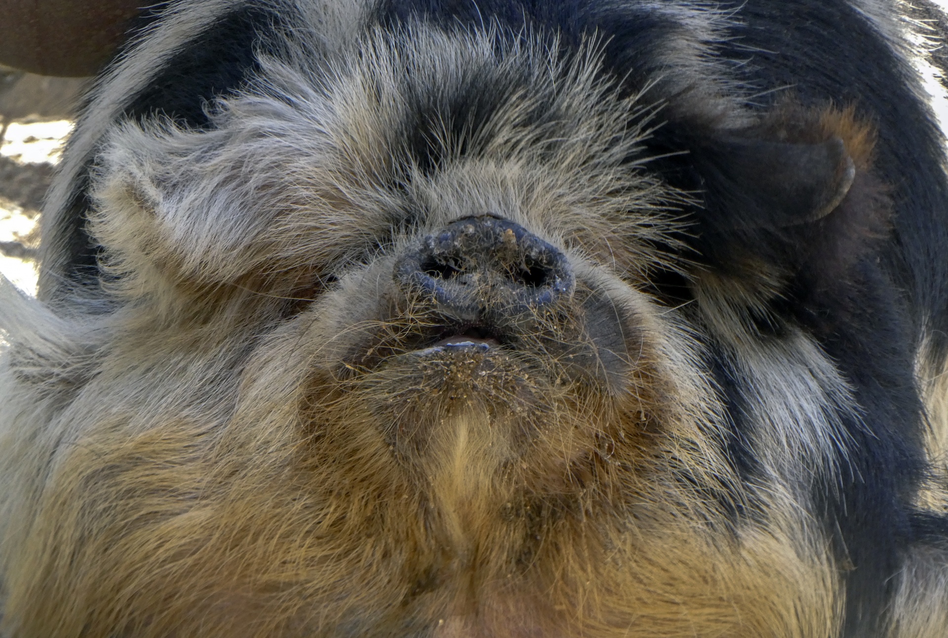 face of a long-haired pig