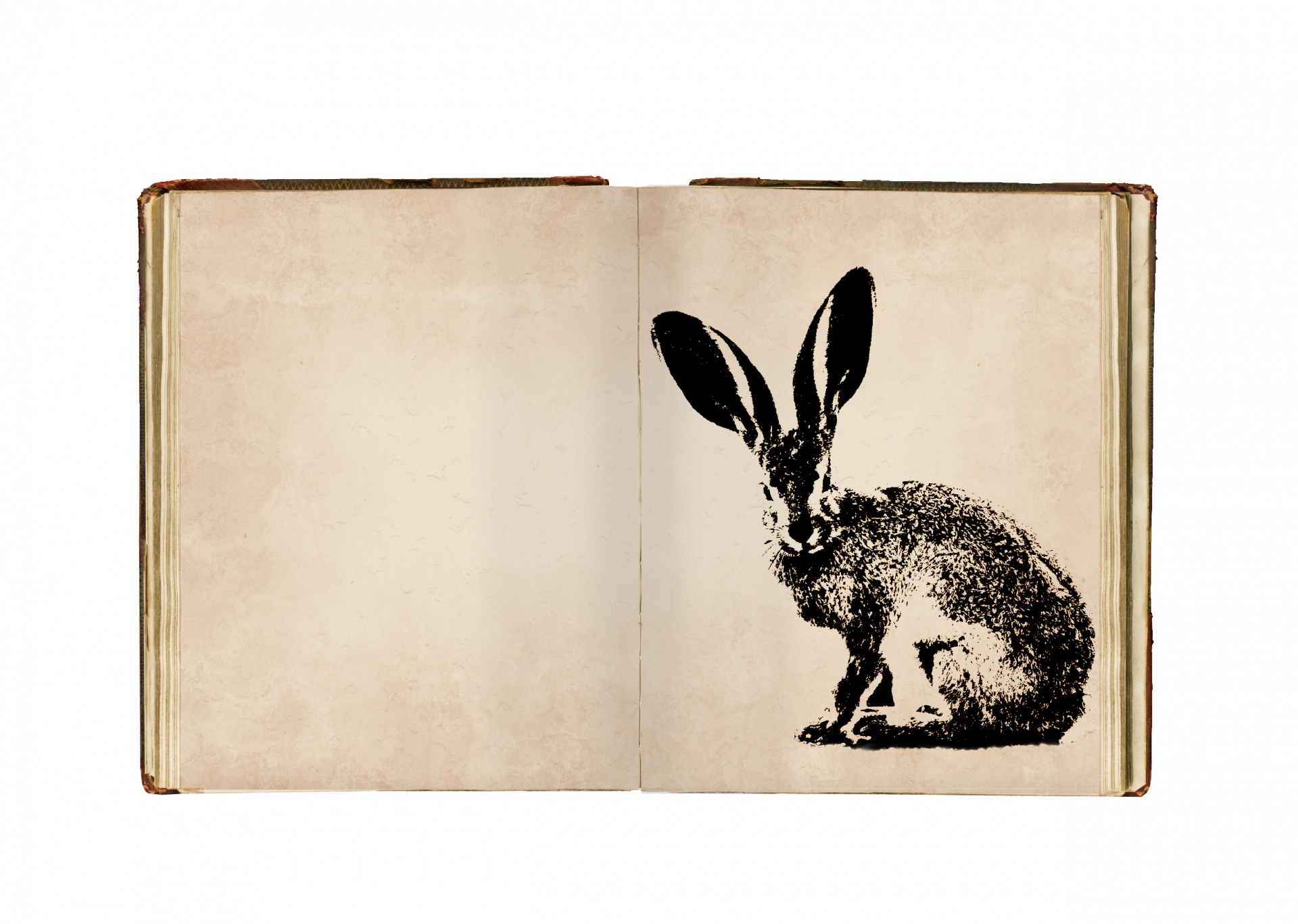 Vintage illustration of hare in a sketchbook