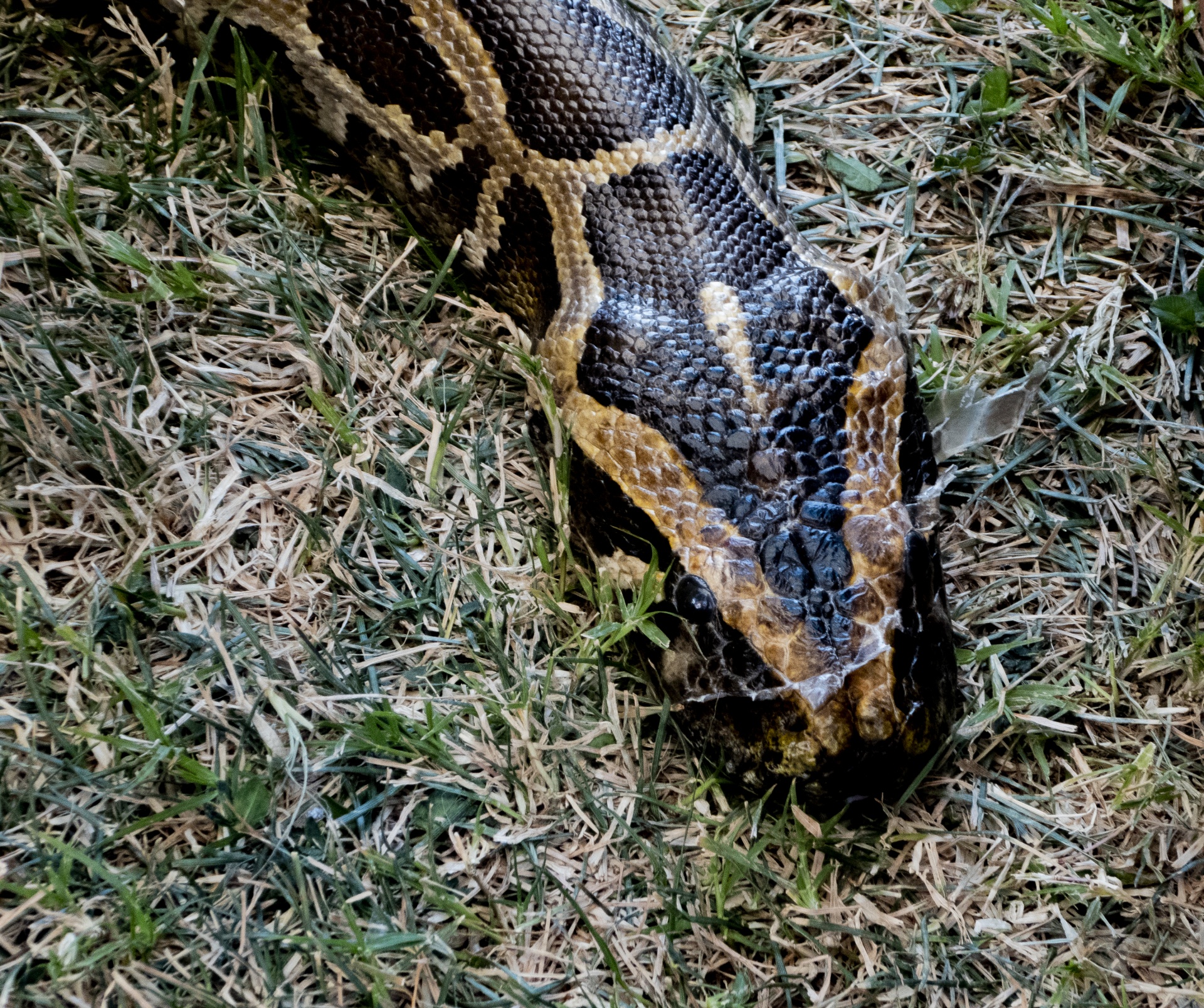 Head Of A Python