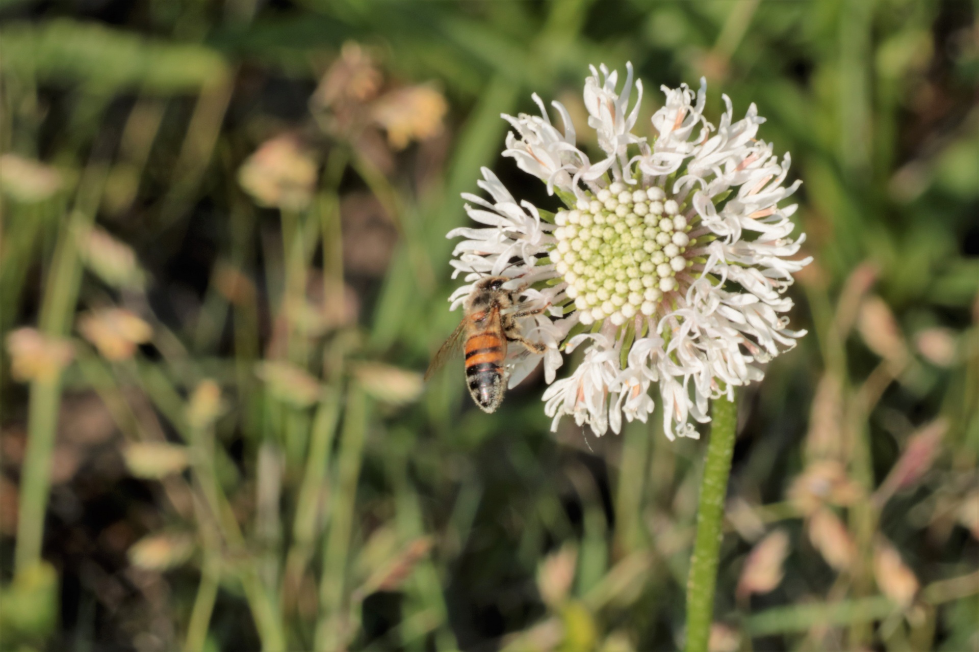 Honey Bee On White Wildflower