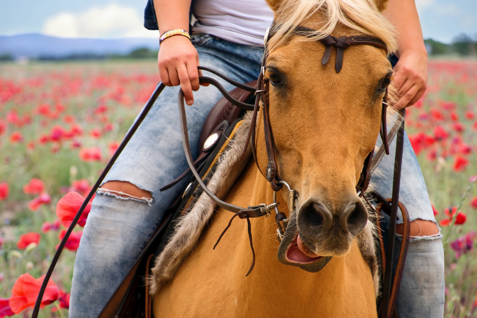Horse Rider Poppy Fields