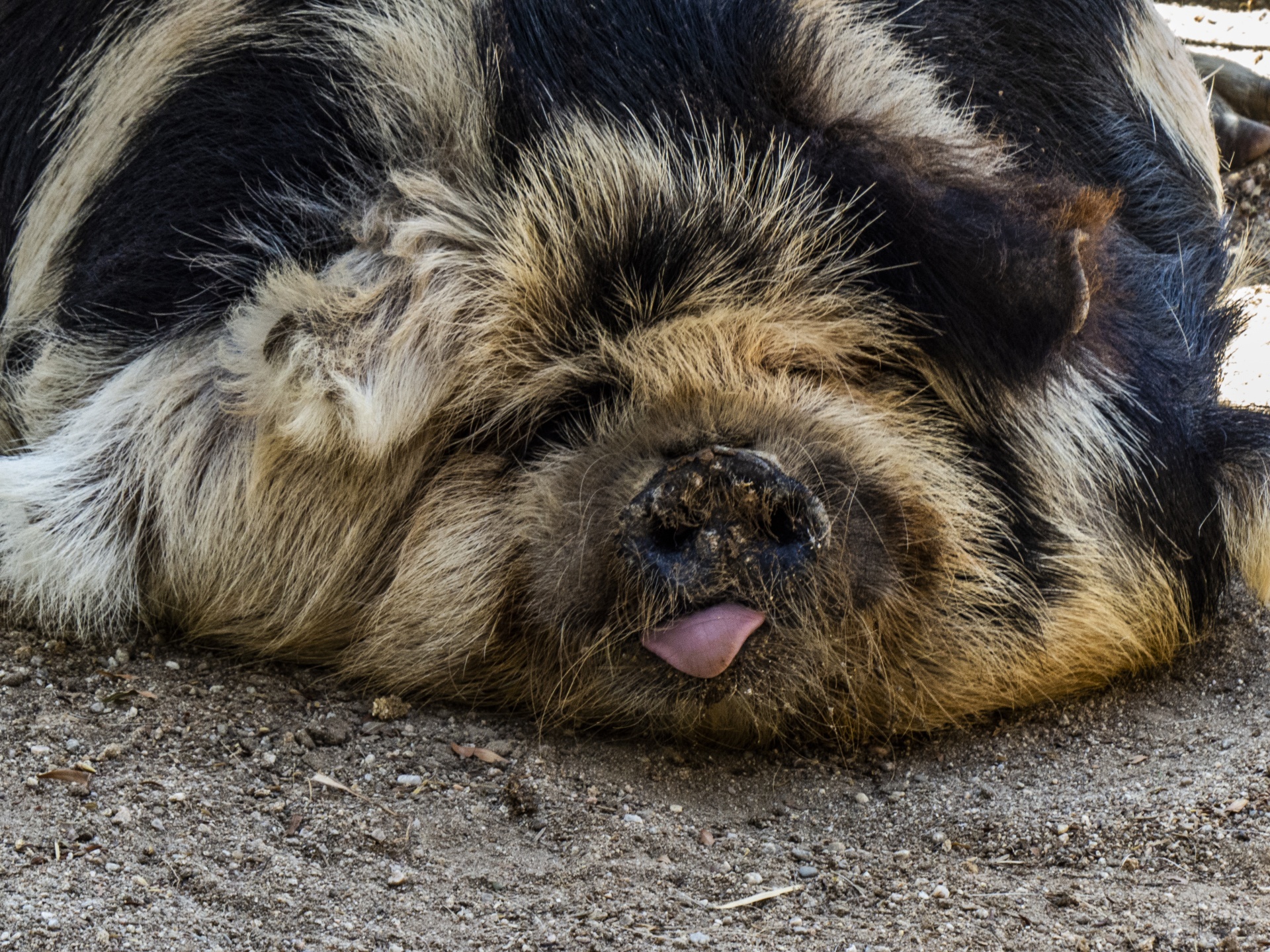 KuneKune pig, hairy and laying down in the dirt with its tongue sticking out