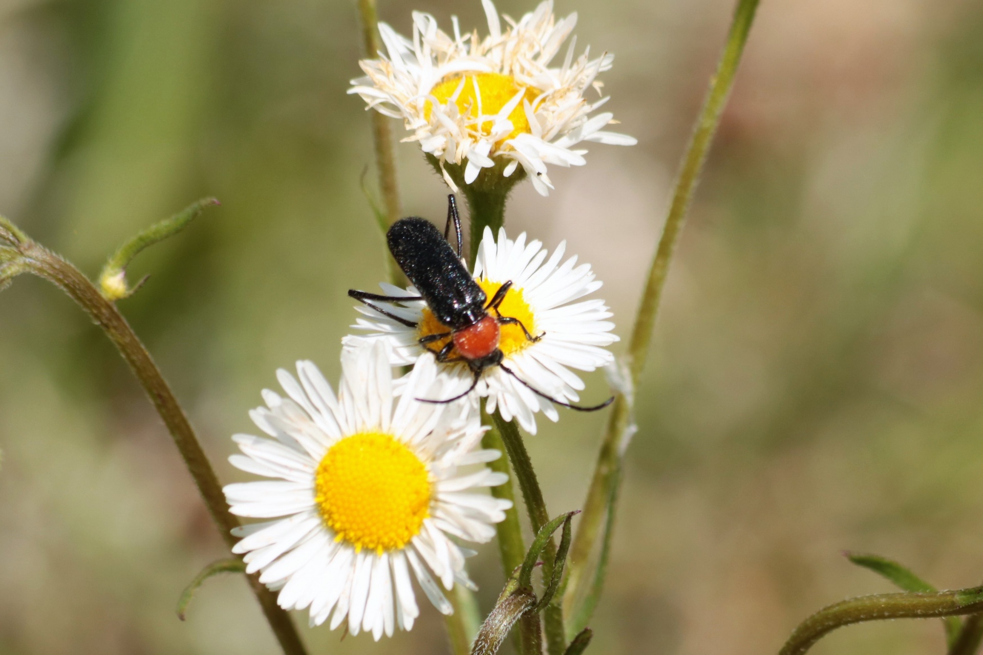 Longhorn Beetle On Daisy Fleabane