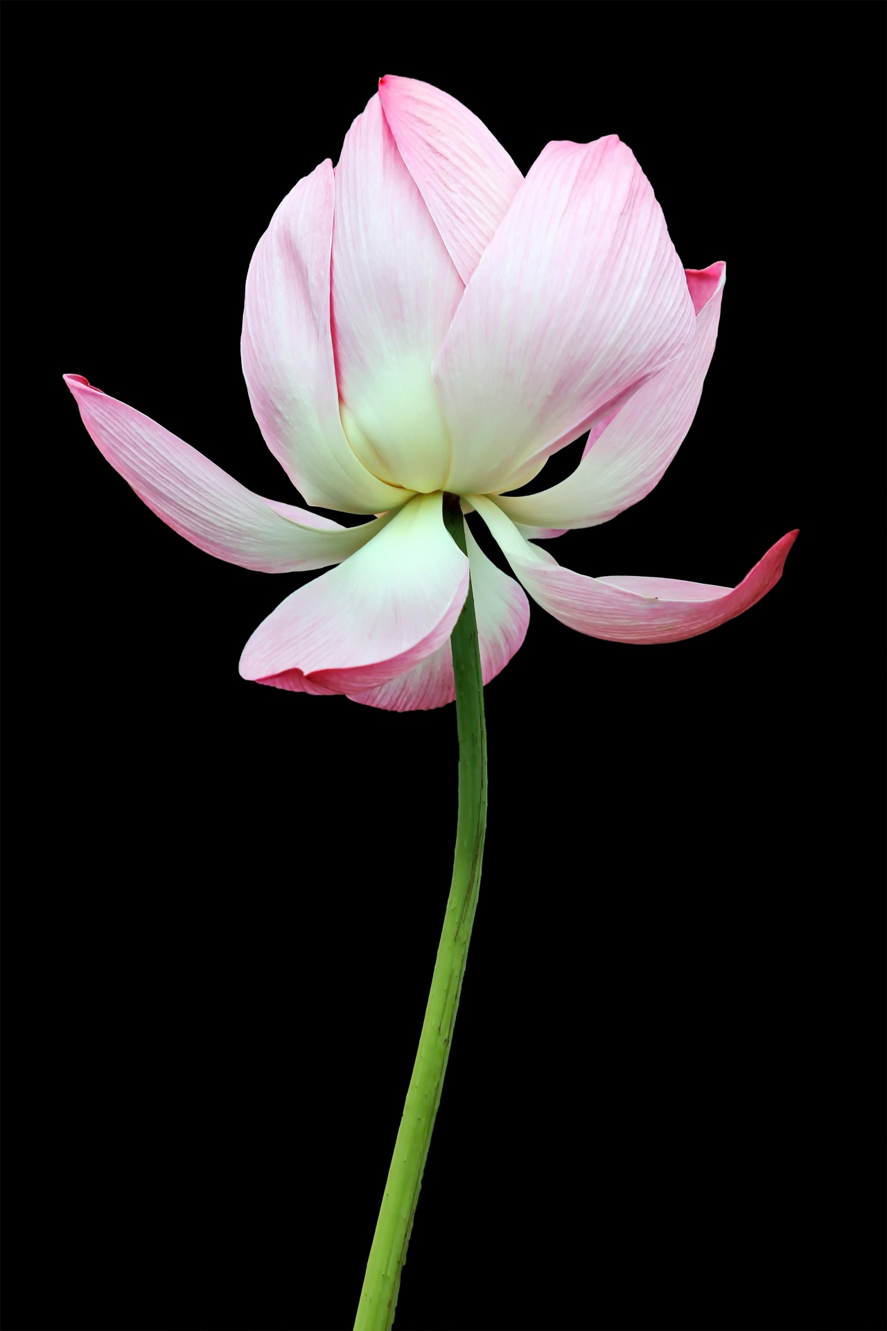Lotus flower bloom