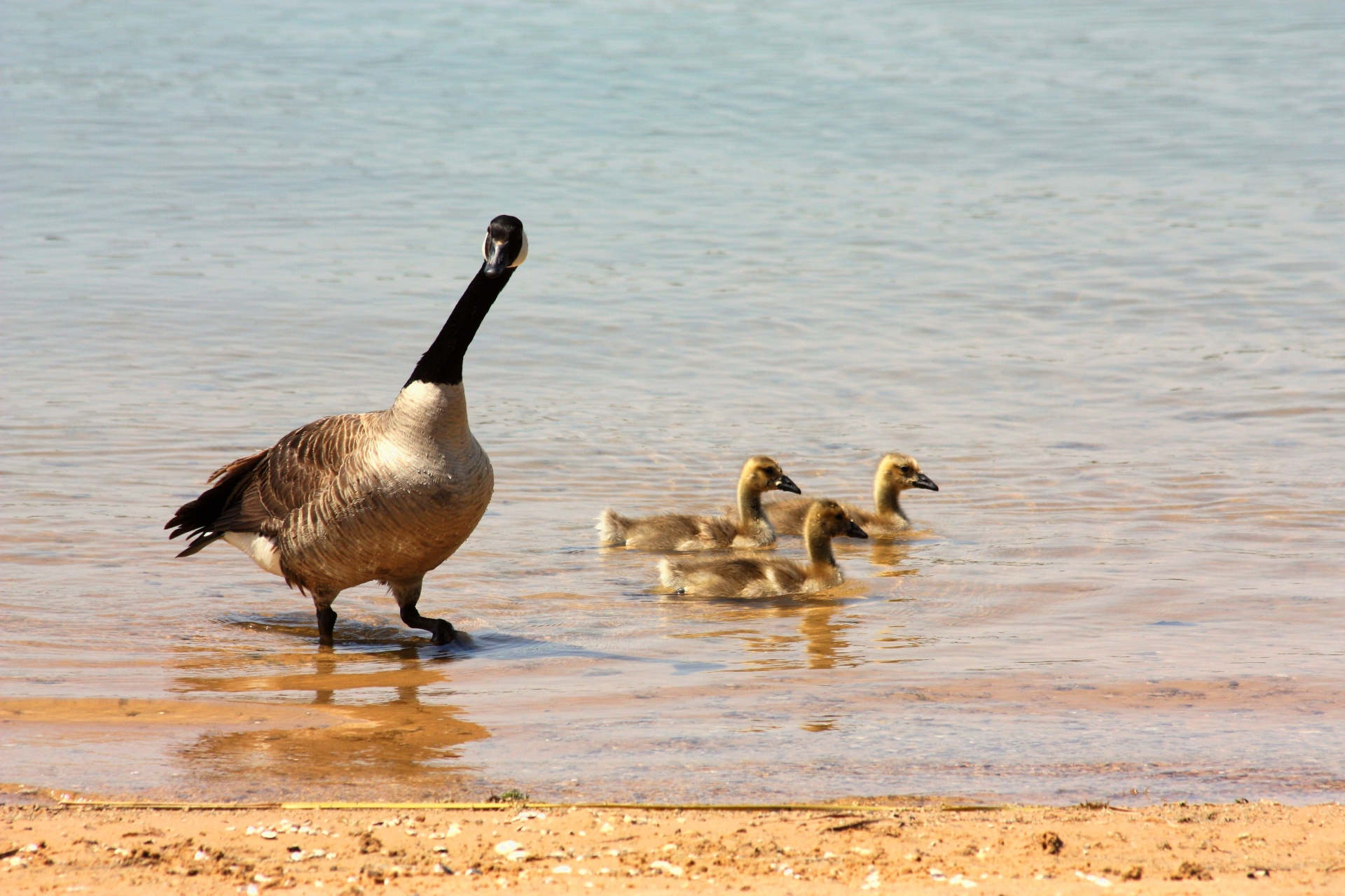 Mother Goose And Goslings On Beach