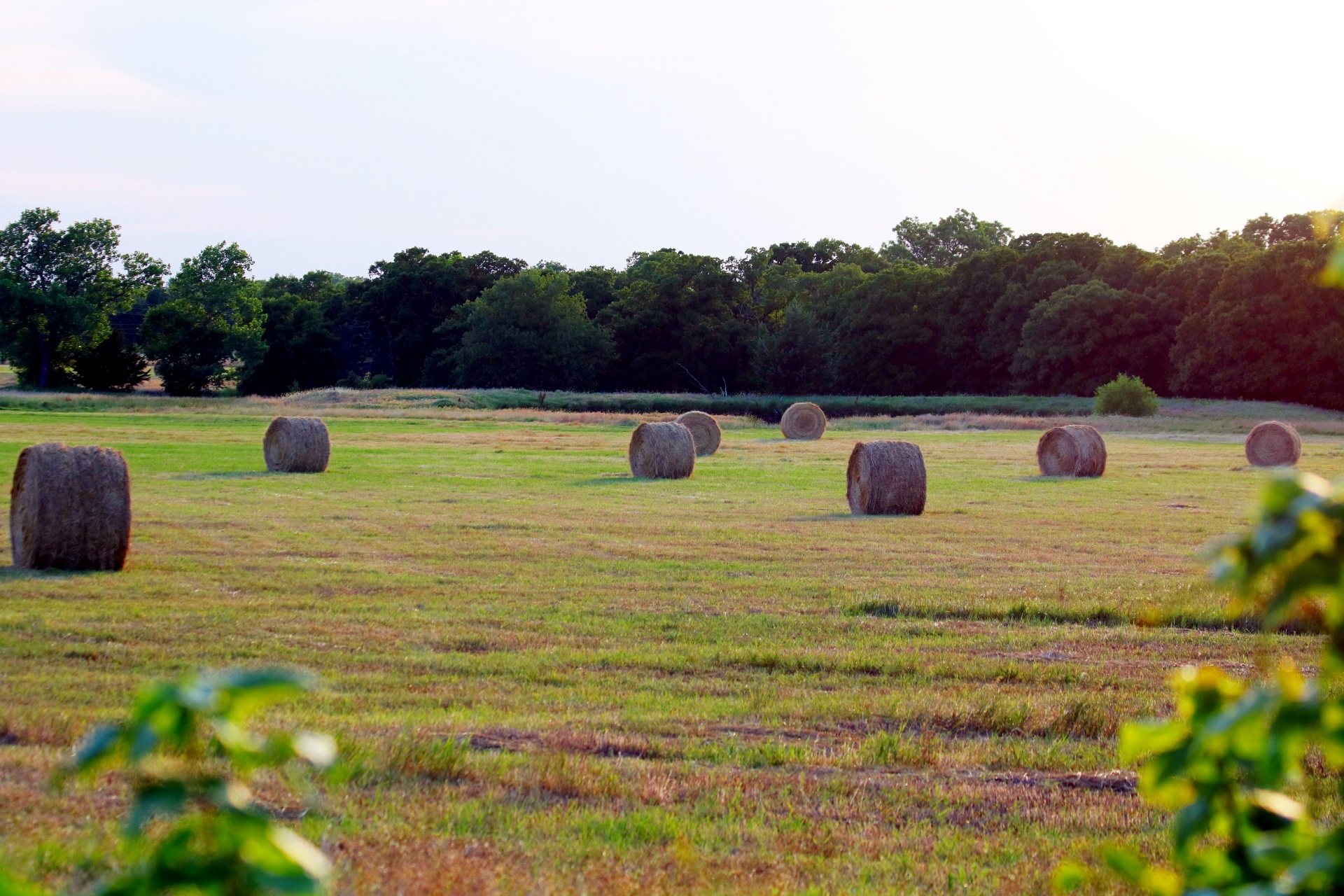 A field of round hay bales in a green and gold hay field, with trees and blue sky in the background.