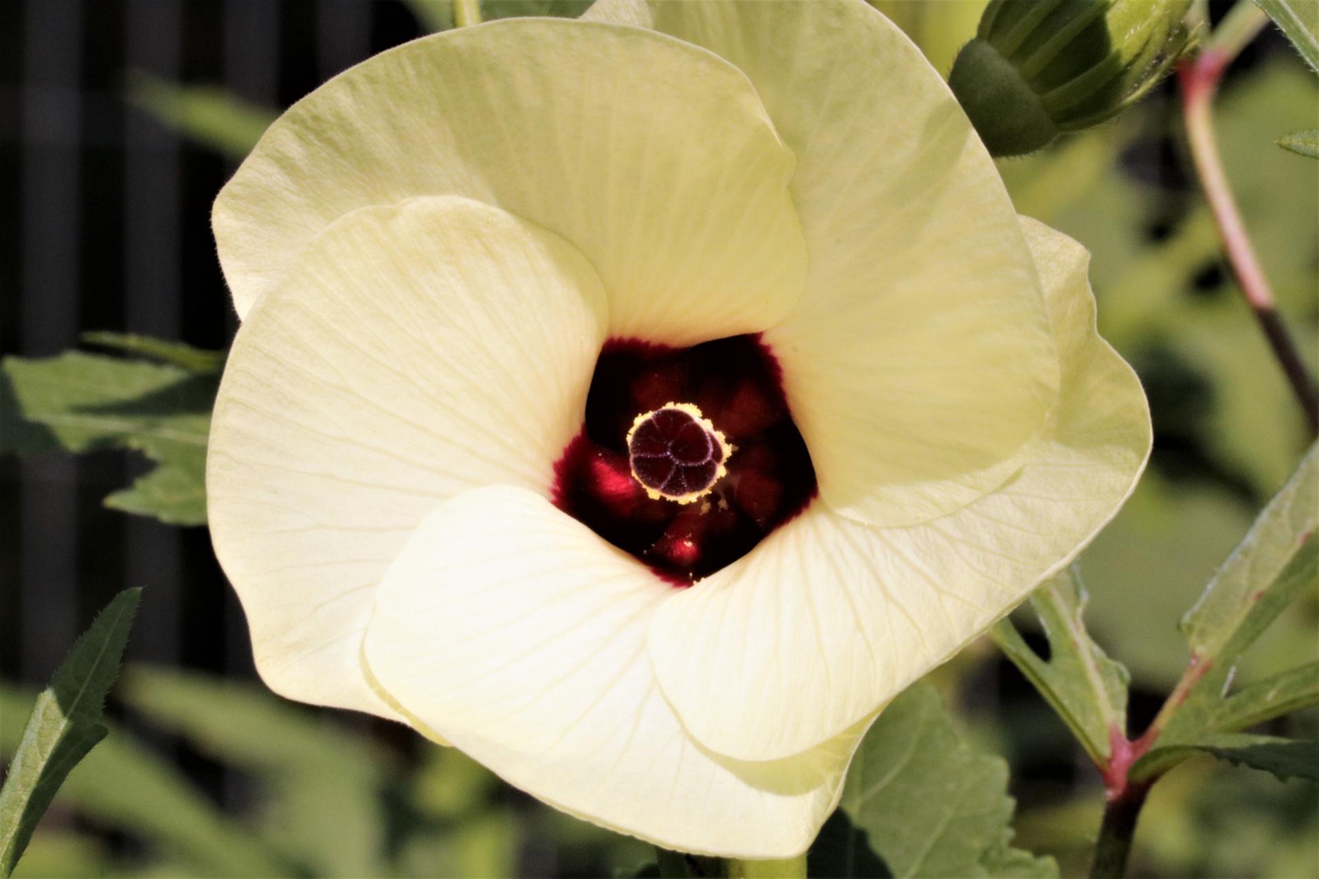Okra Bloom Close-up