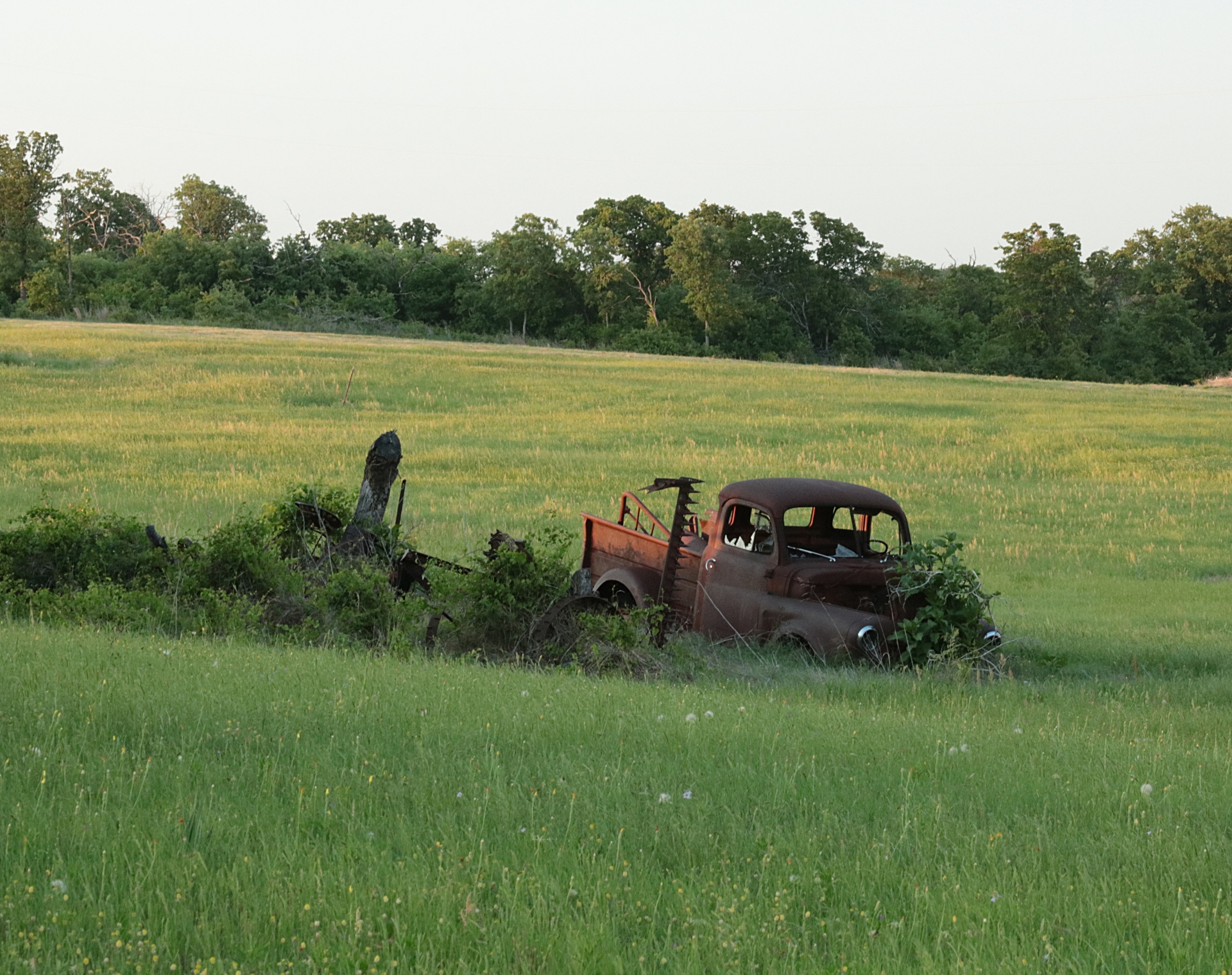 An old abandoned and rust 1955 Dodge truck sits in a green grassy Oklahoma country field with an old rusty hay sickle and other miscellaneous farm equipment, with green trees and a blue sky background.