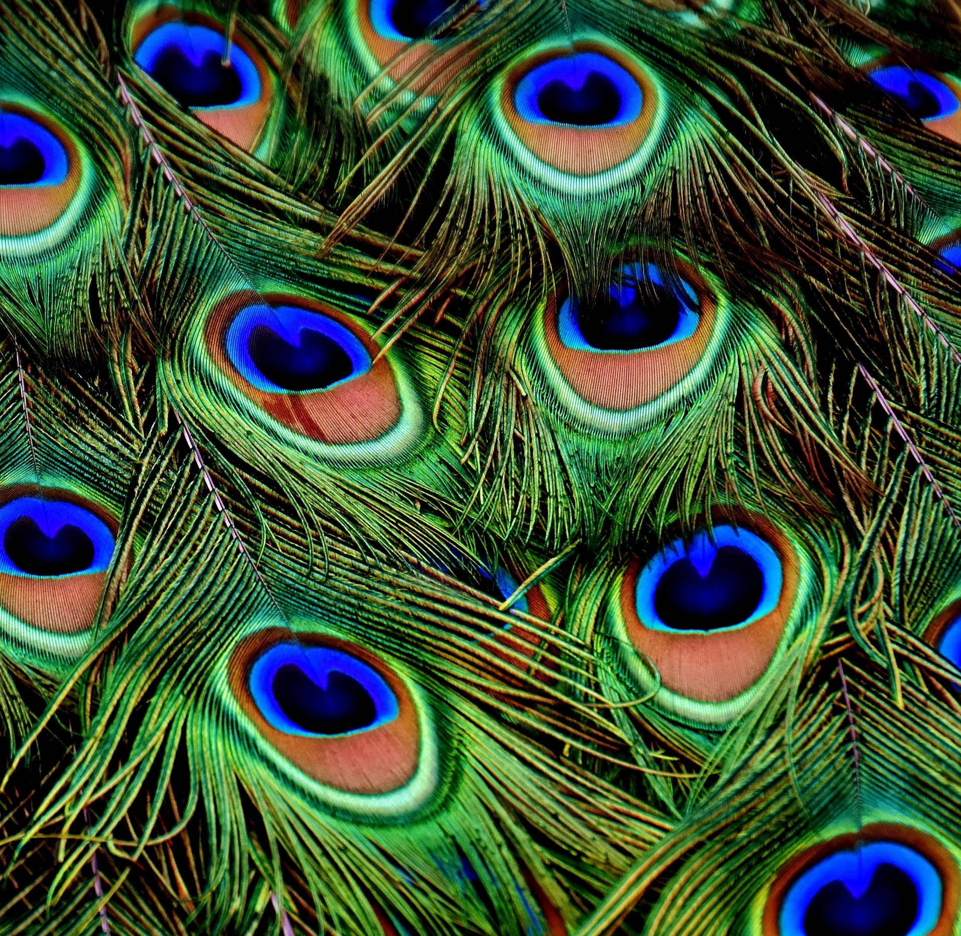Peacock Feathers Texture Background
