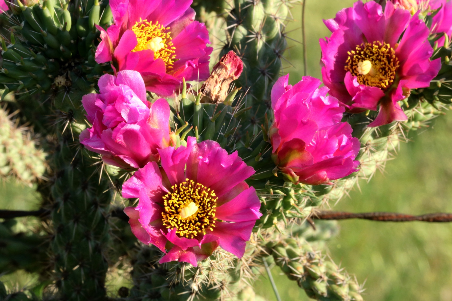 Pink Cactus Blooms Close-up