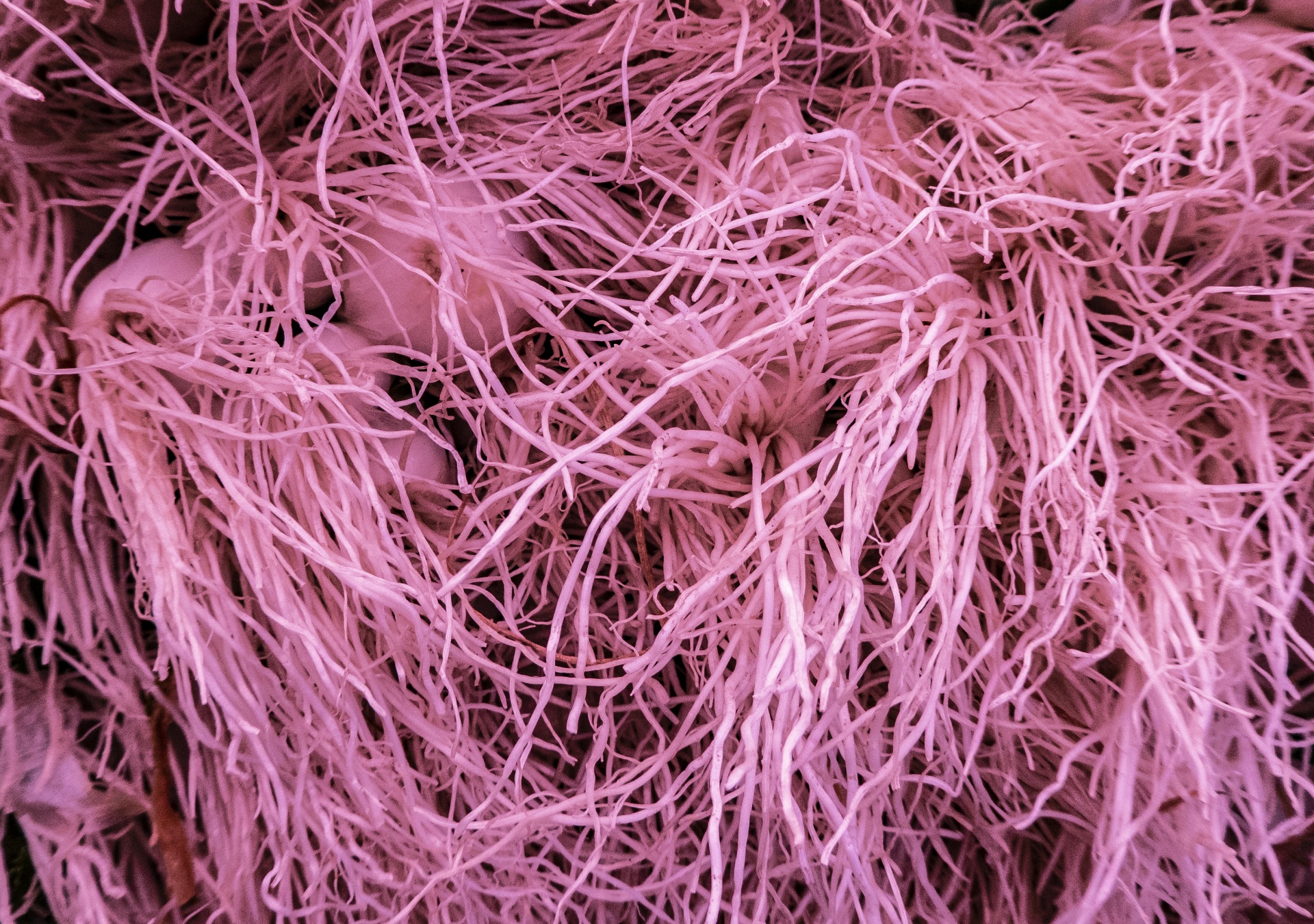 Pink String Texture