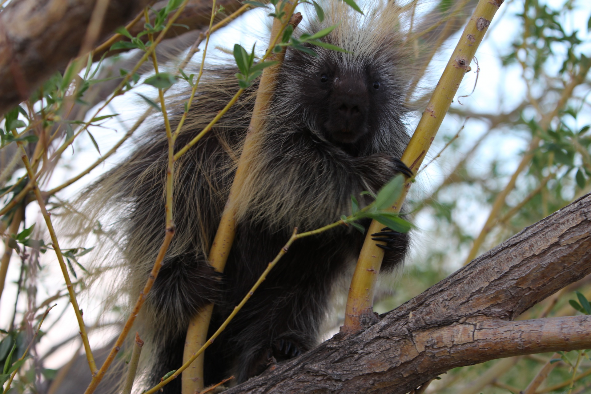 Porcupine In A Tree
