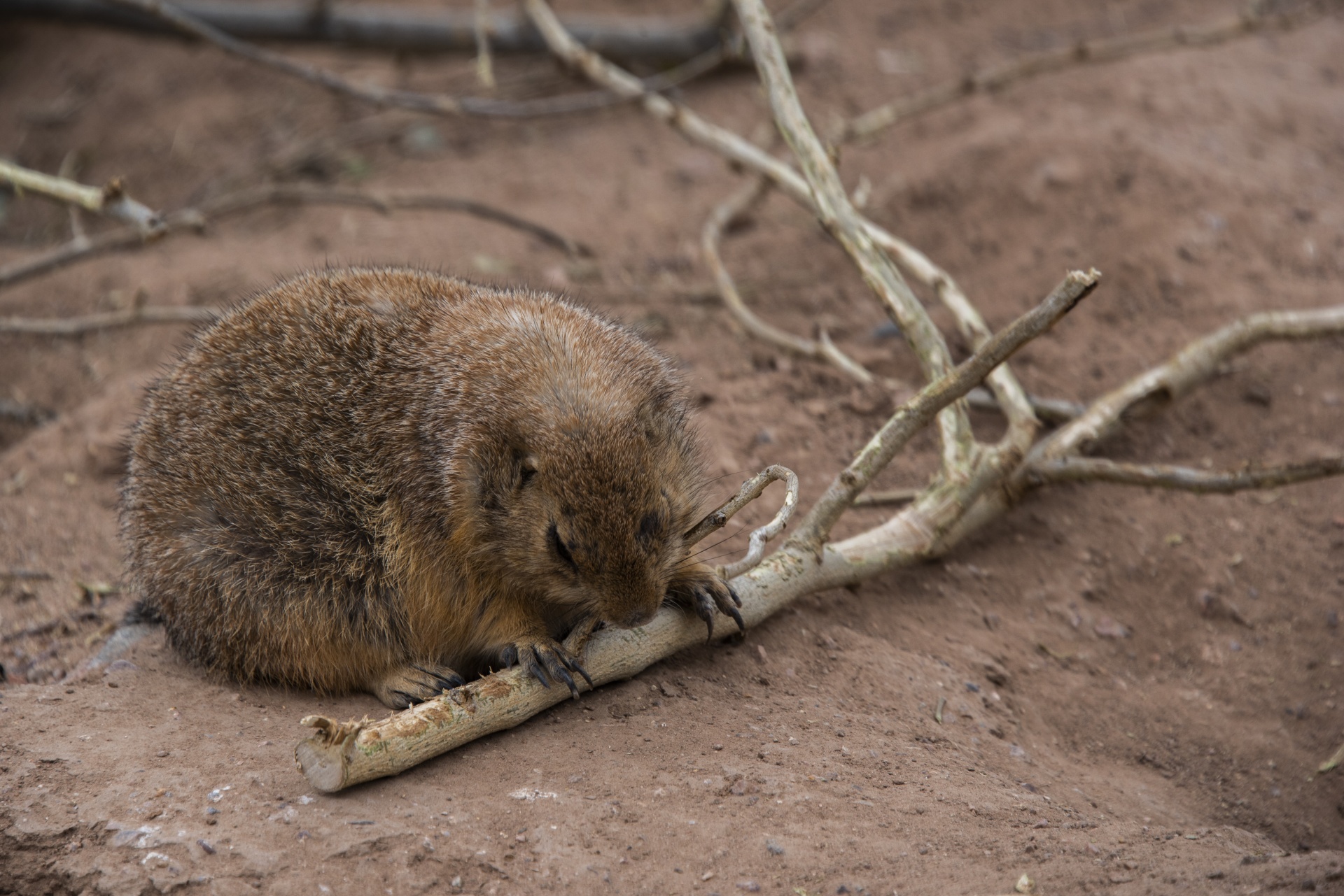 prairie dog with a long stick