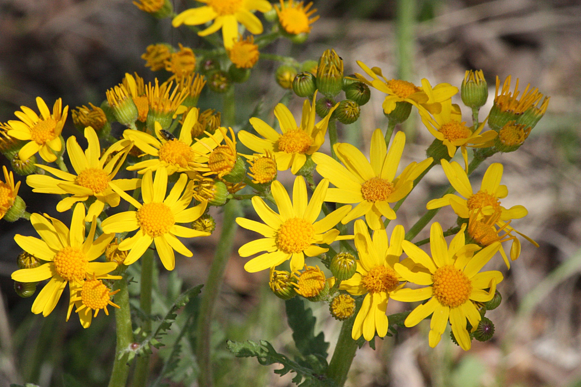 Prairie Ragwort Wildflower Close-up