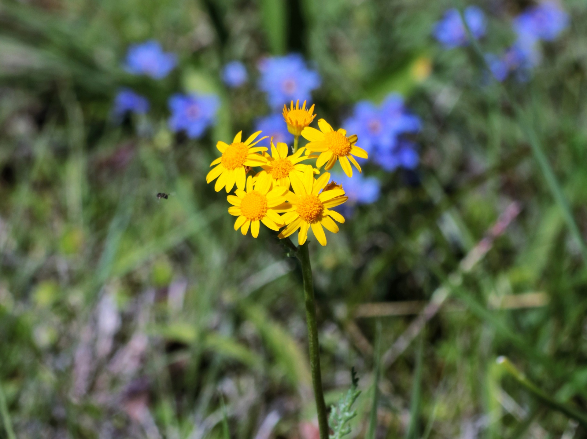 Prairie Ragwort Wildflowers 2