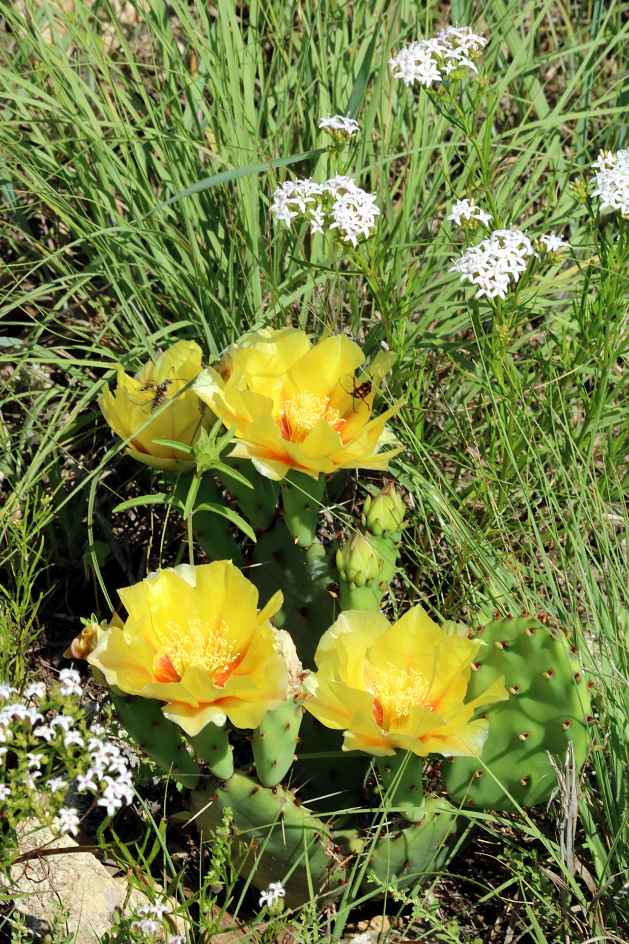 Portrait shot of a prickly pear cactus with its beautiful yellow blooms, surrounded by green wild grass and white wildflowers.